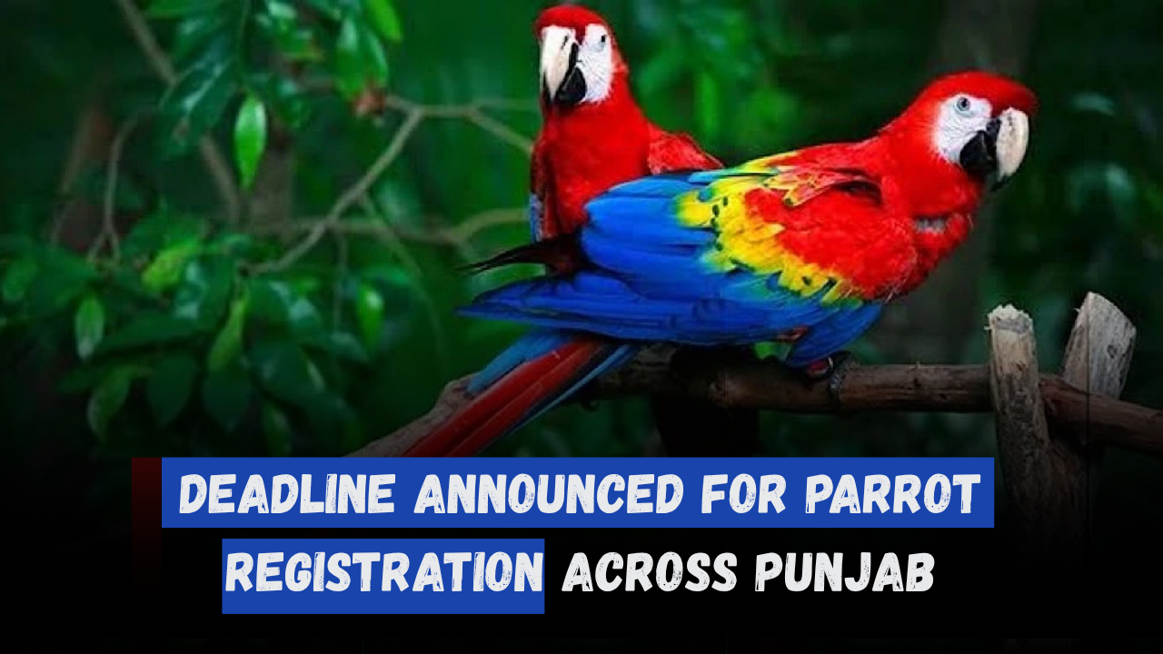 Deadline Announced for Parrot Registration Across Punjab - Complete Guide